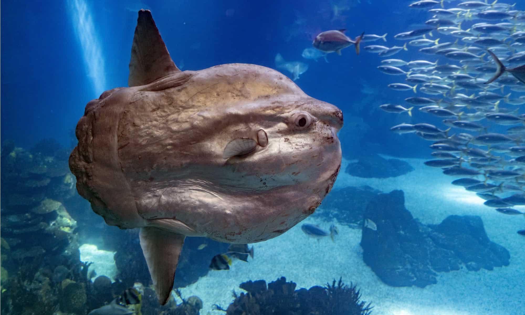 What Is a Mola Mola Fish