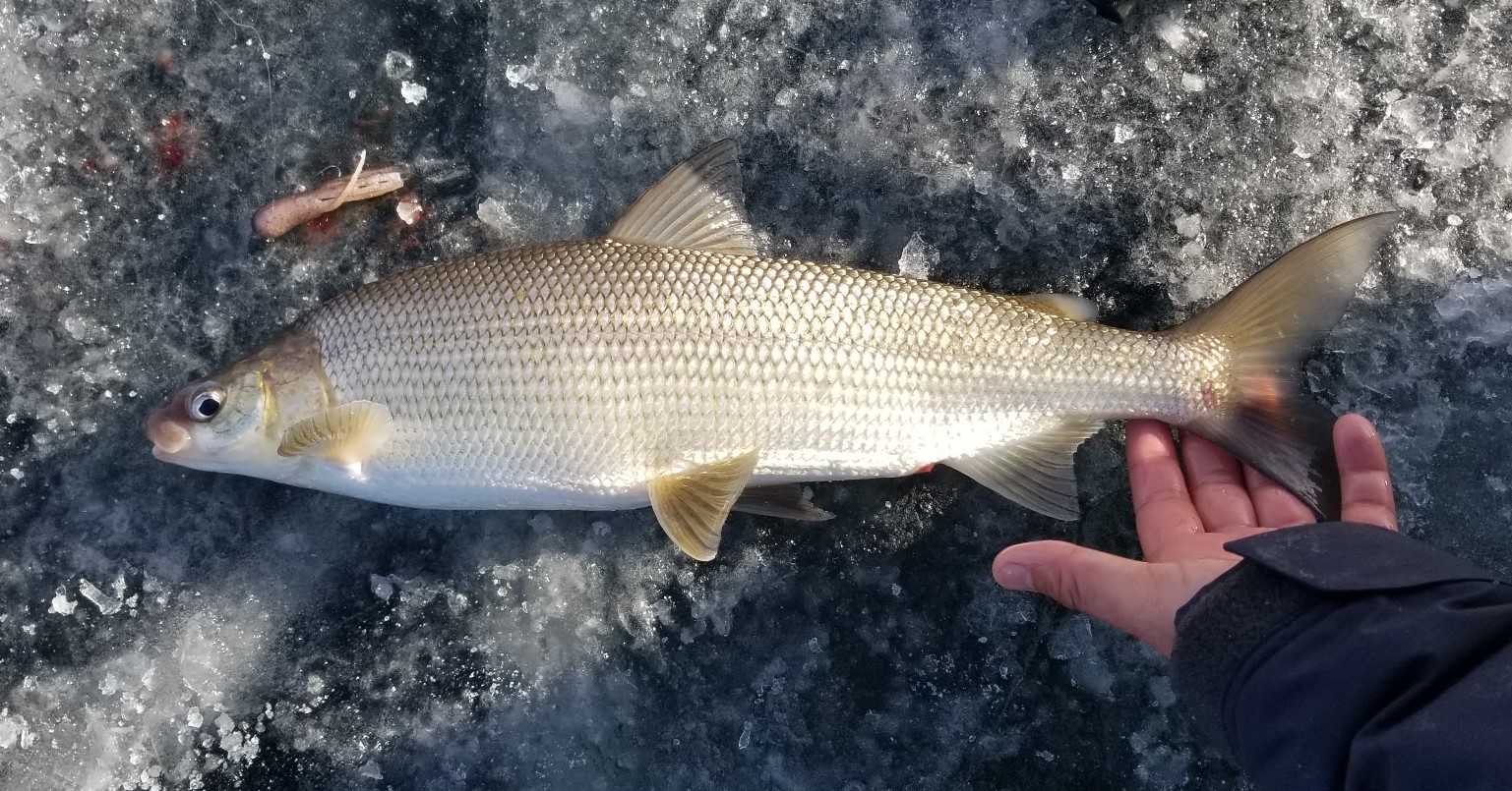 What Fish Is White Fish
