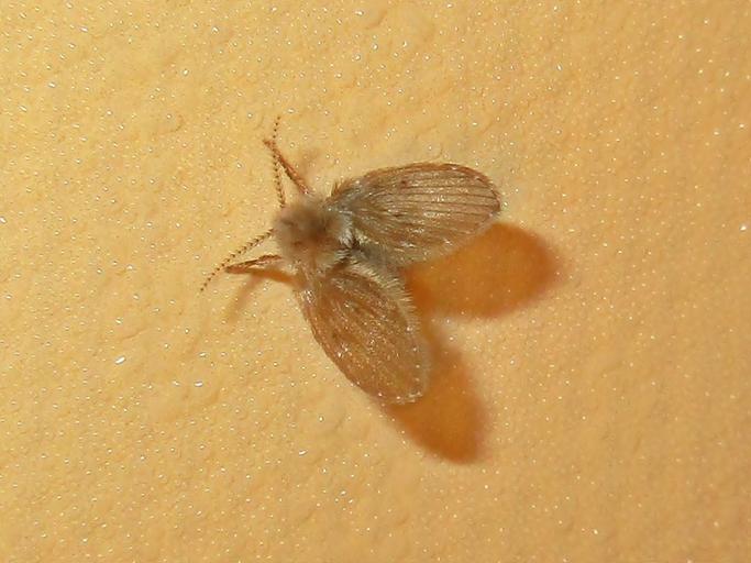 Tiny Flies in House All of a Sudden
