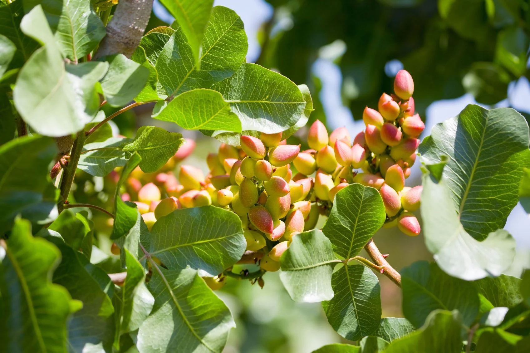Where Is Pistachios Grown