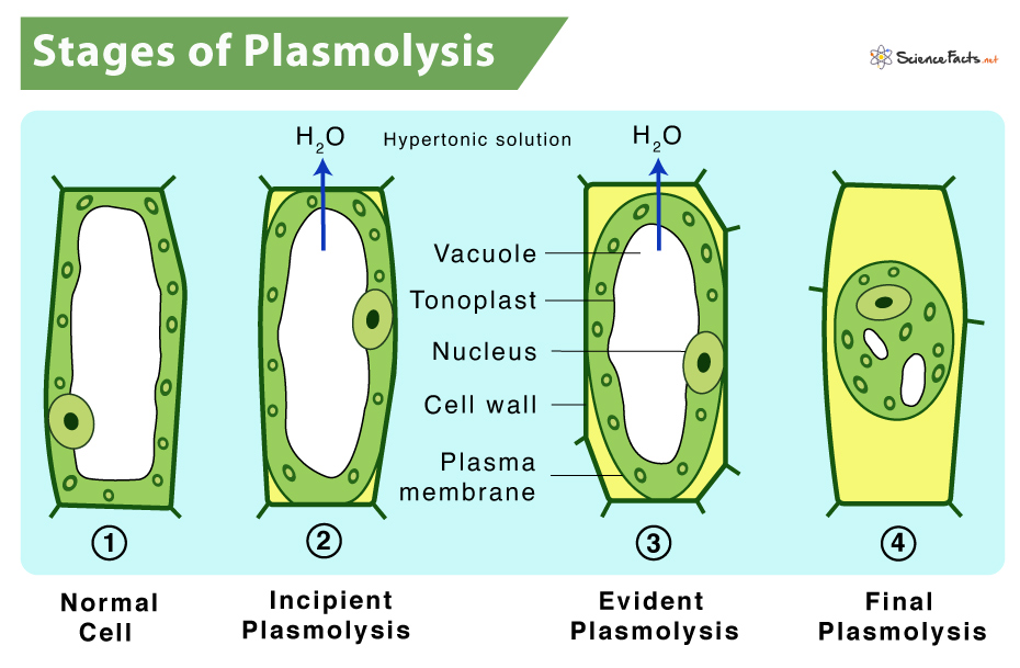 Plasmolysis in a Plant Cell Is Defined As