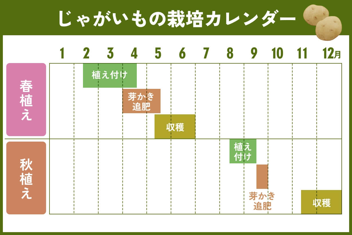 じゃがいも植える時期で収穫ゼロ？春・秋の最適期と失敗回避術
