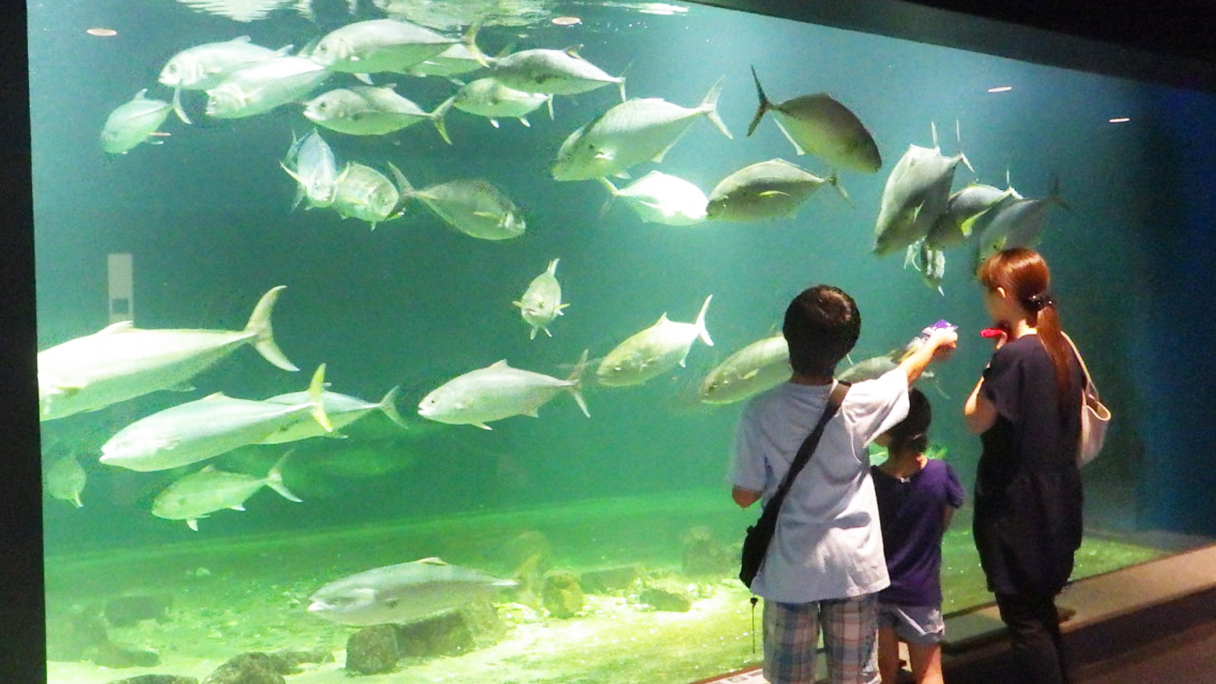 無脊椎動物の迷宮！京大白浜水族館の独自研究と混雑回避ガイド