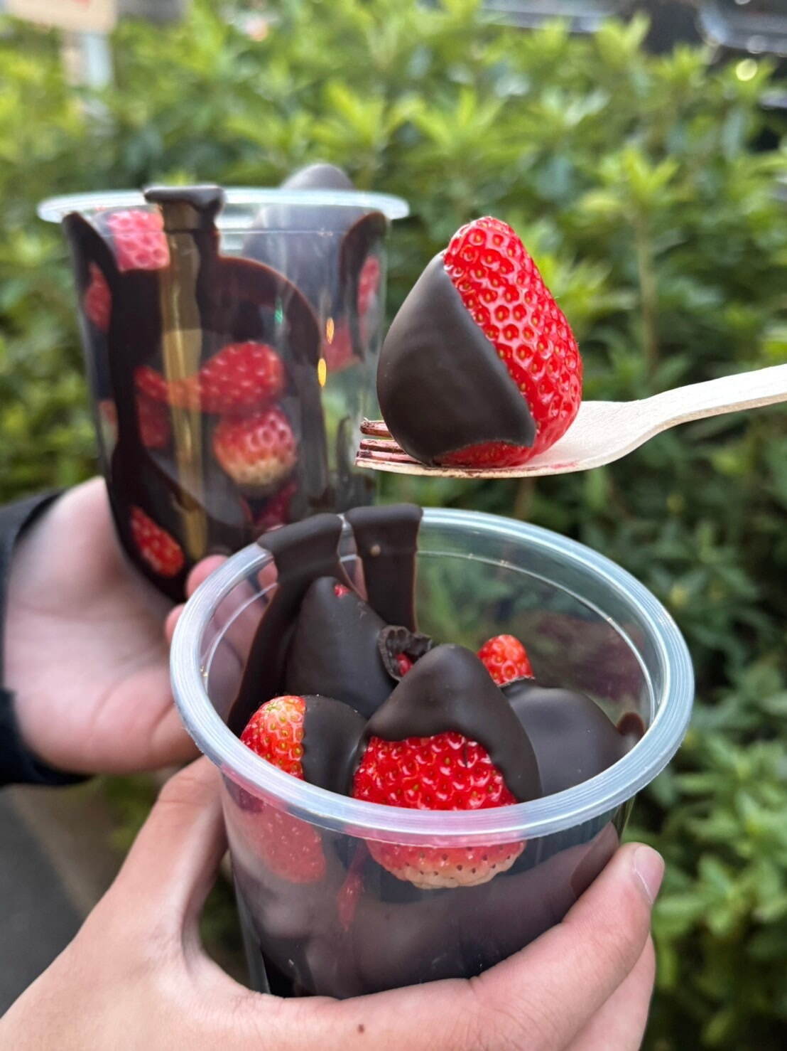 2026年話題のいちごチョコ完全版！市販の名作から至高のギフトまで