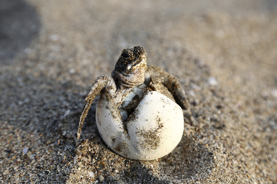 When Do the Turtles Hatch