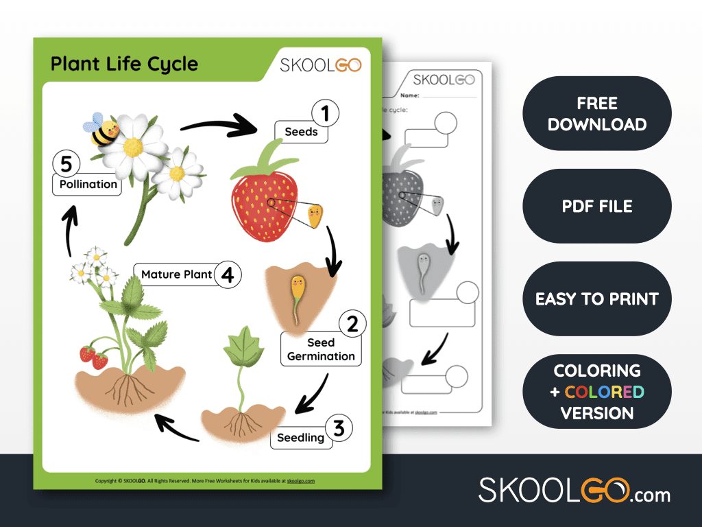 Printable Plant Life Cycle Worksheet Pdf