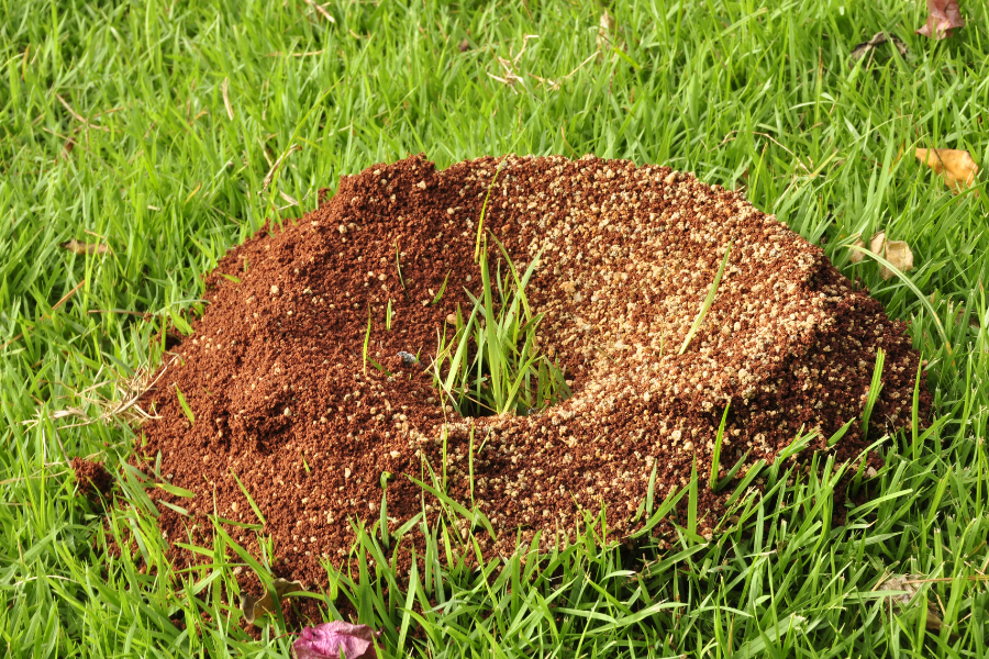How to Get Rid of Ants Nest in Lawn Uk