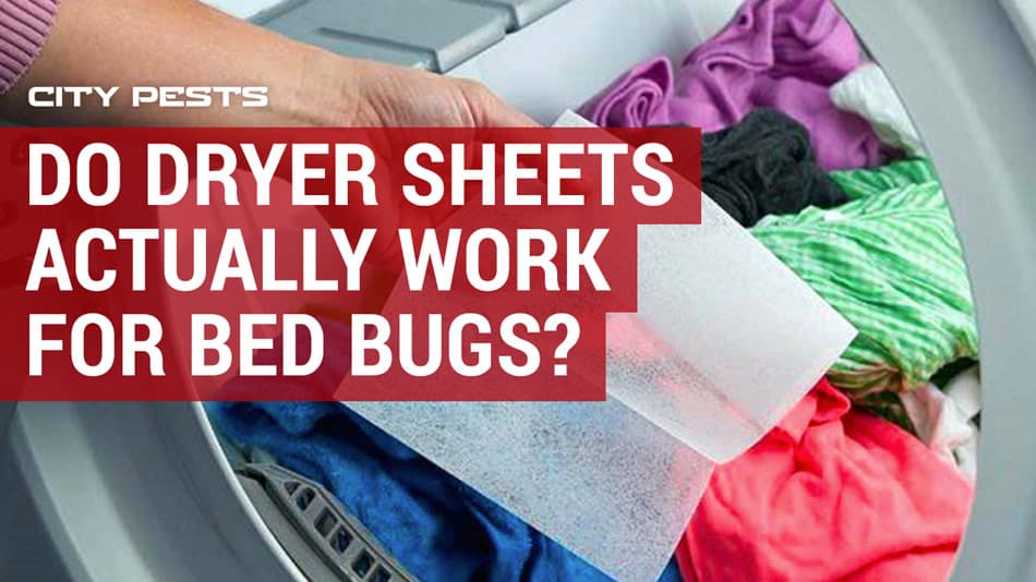 Will Dryer Sheets Get Rid of Bed Bugs