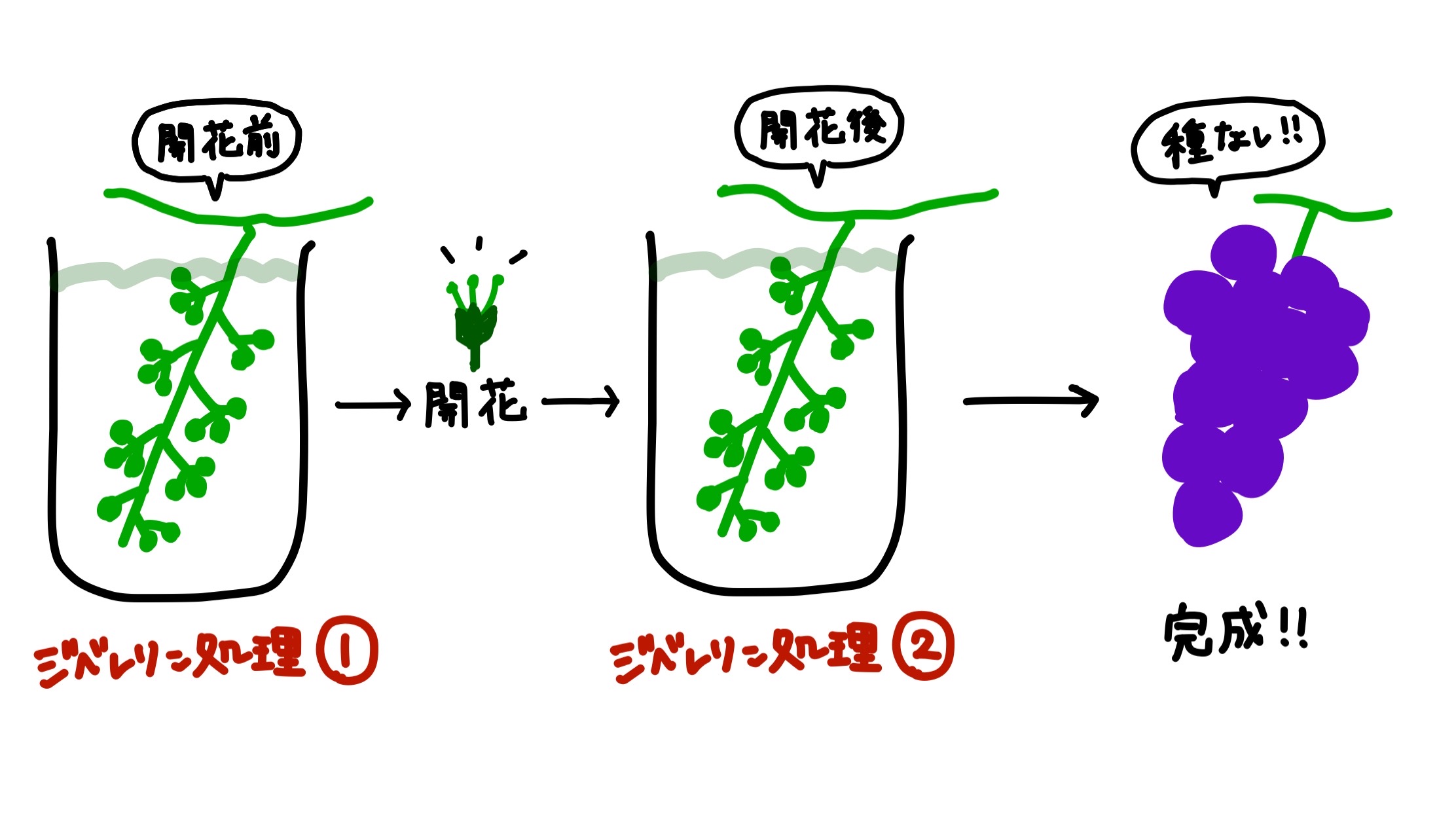 種なしぶどうの作り方と仕組み！ジベレリン処理の時期と手順を徹底解説