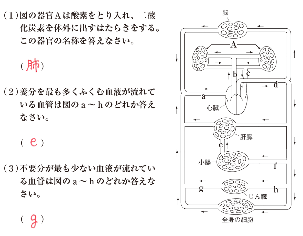 酸素を多く含む血液とは？動脈血の正体と肺循環の盲点を専門解説