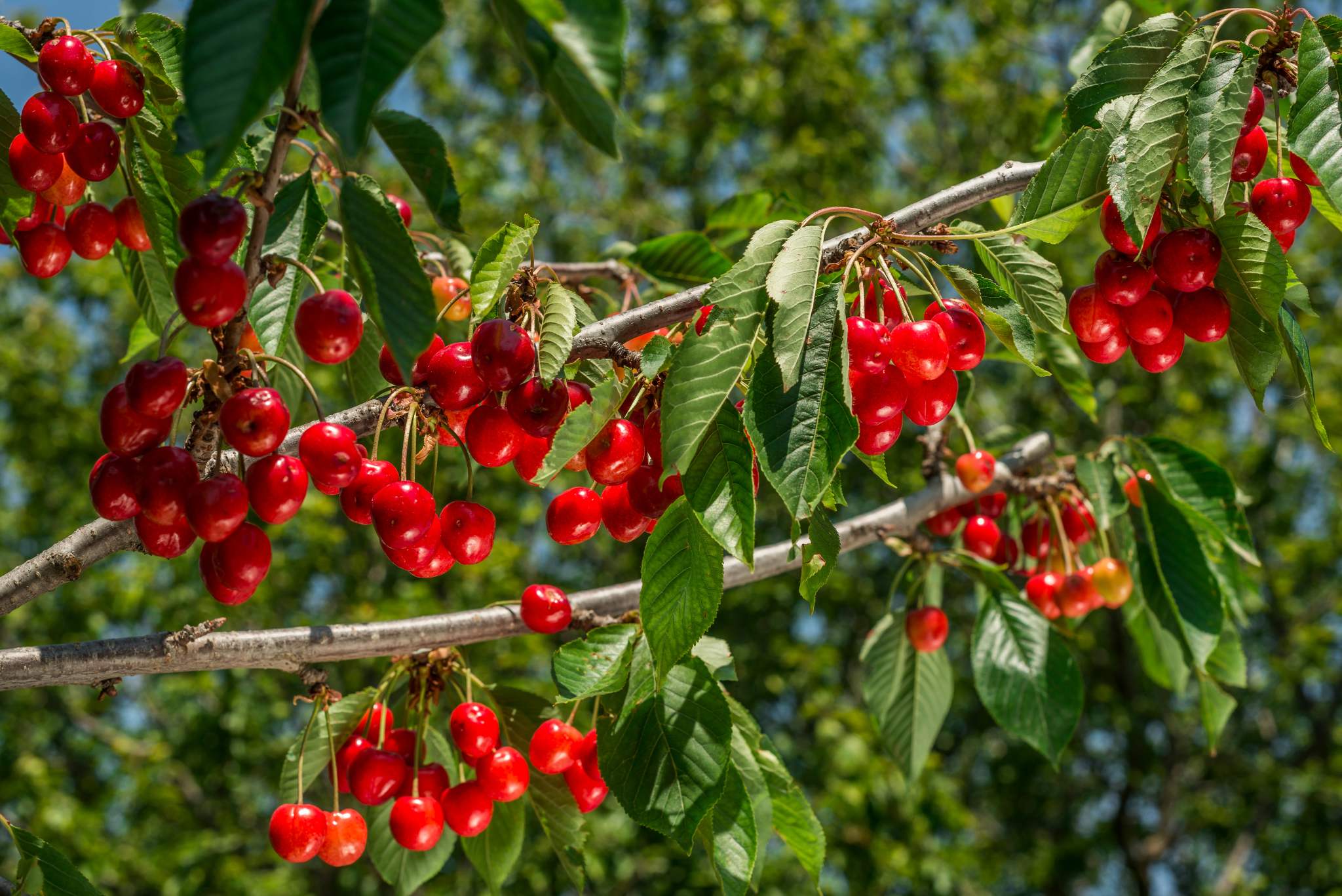Cherries Where Do They Grow