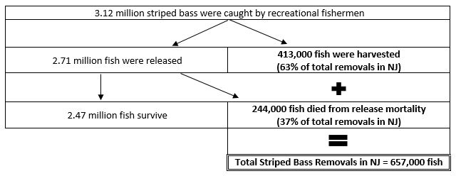 Striped Bass Regulations Nj