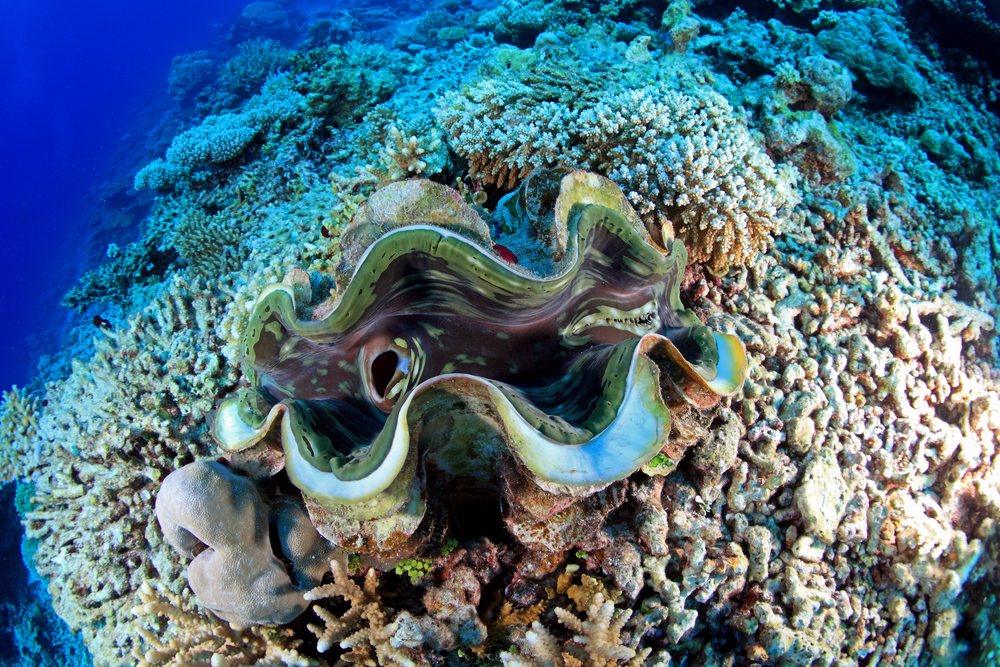 Where Does a Clam Live