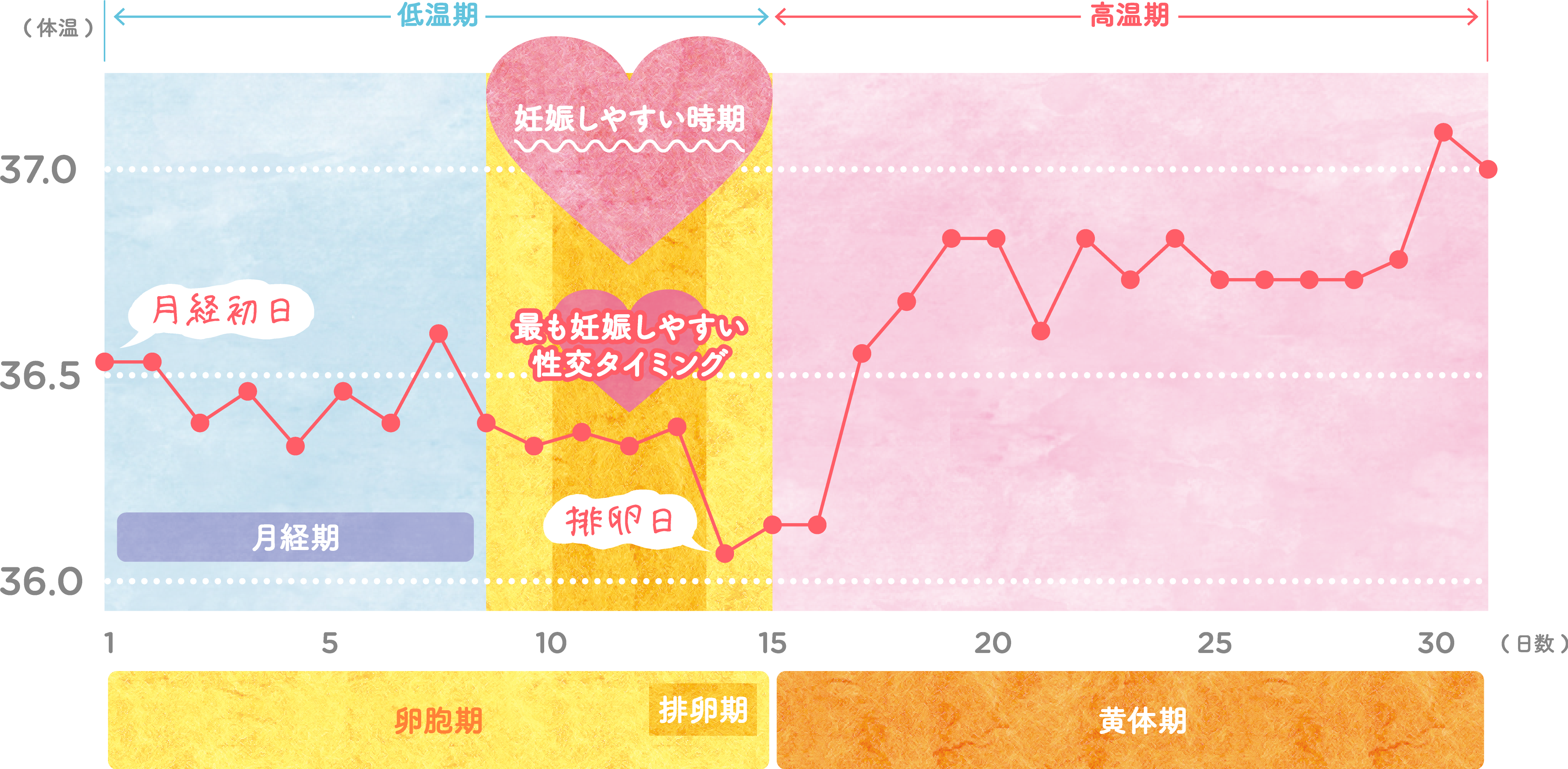 排卵日に体温は下がる？基礎体温の誤解と妊娠しやすい本当の時期