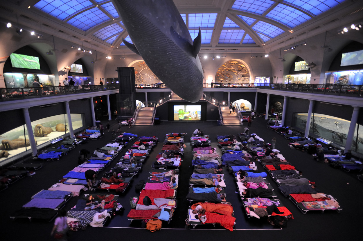 Sleep at the Natural History Museum