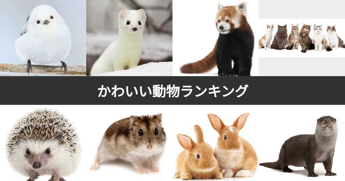なぜ世界は今、日本の「かわいい動物」に救いを求めるのか？2026年の脳科学と保護現場が明かすブームの真実