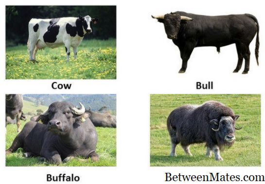 Ox vs Cow vs Bull vs Buffalo