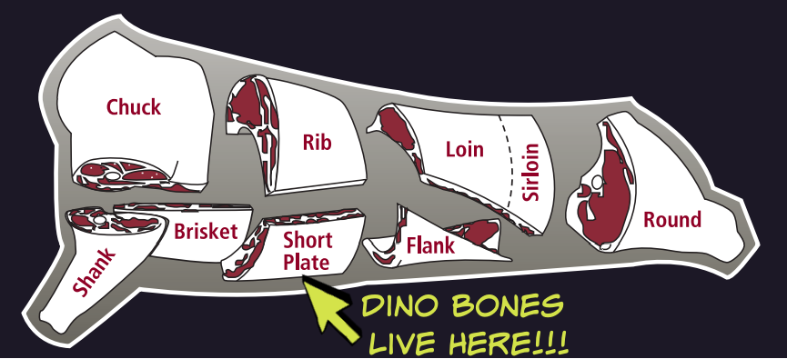 Where Do Dino Ribs Come From