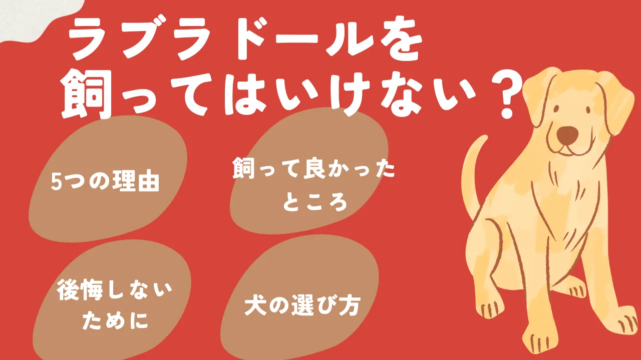 ラブラドールを飼ってはいけない？後悔の真相と破壊神と呼ばれるリアル