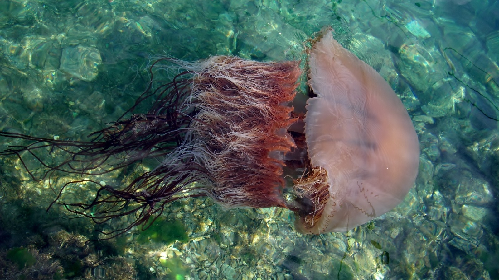 エチゼンクラゲの毒は死に至る恐怖！刺された時の症状と応急処置