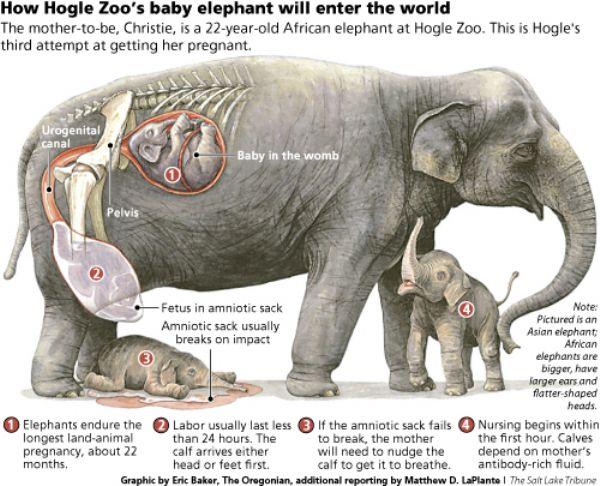 For How Long Are Elephants Pregnant