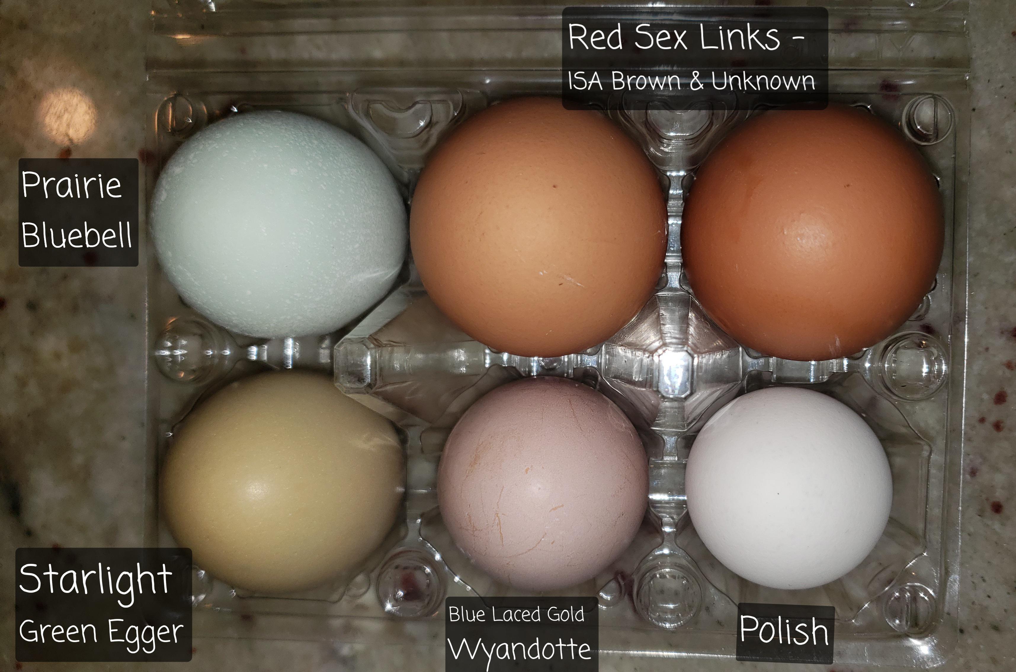 What Color Eggs Do Wyandottes Lay