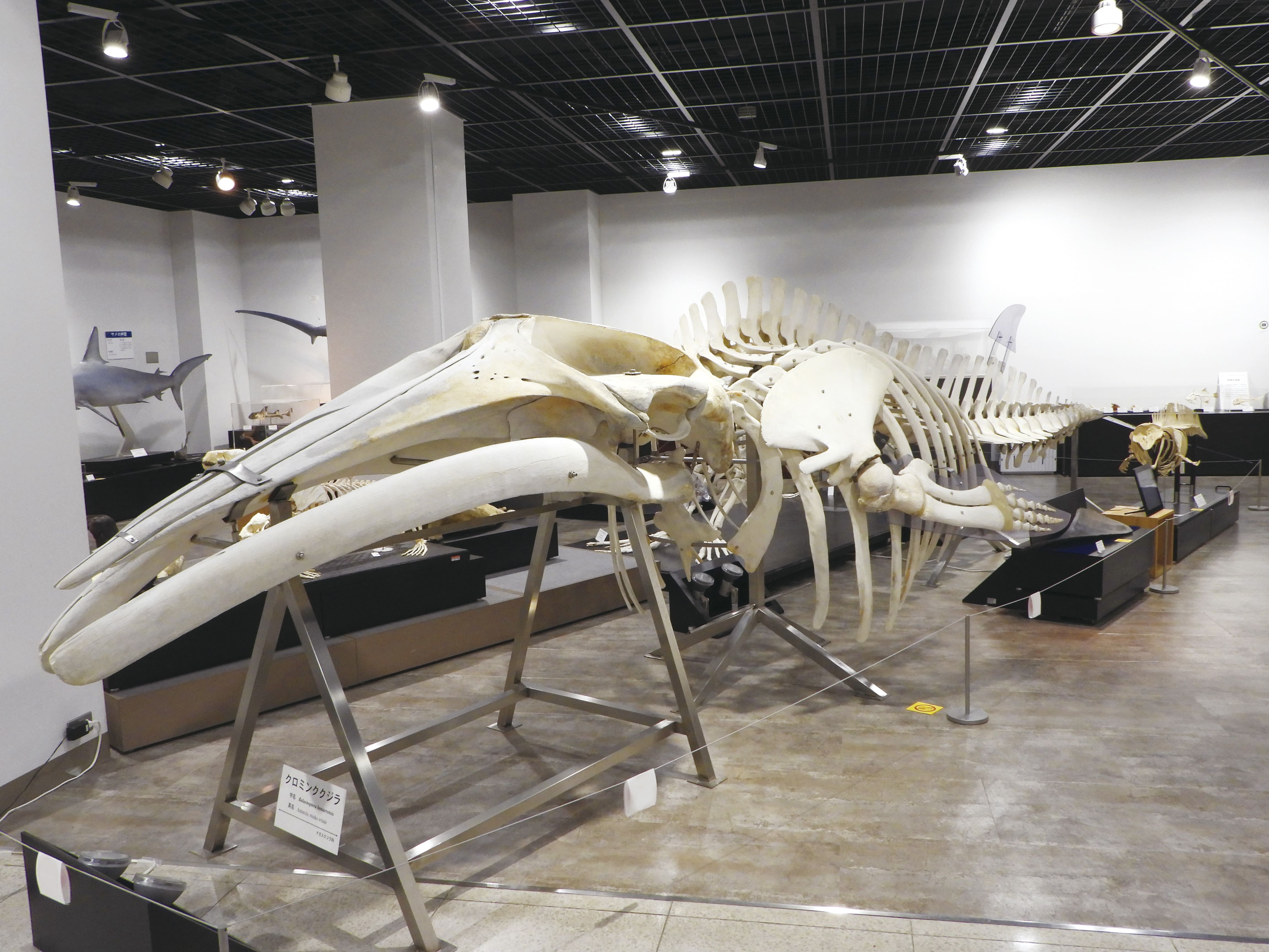 日大生物資源科学部の偏差値と評判！難易度・就職・キャンパス徹底解剖