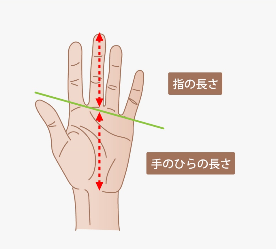 人差し指と薬指どっちが長い？指の長さ比率でわかる性格と最新科学の真相