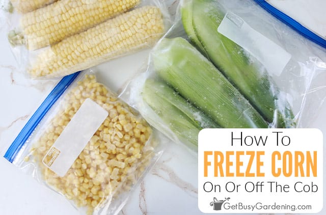 How Do You Freeze Whole Corn on the Cob