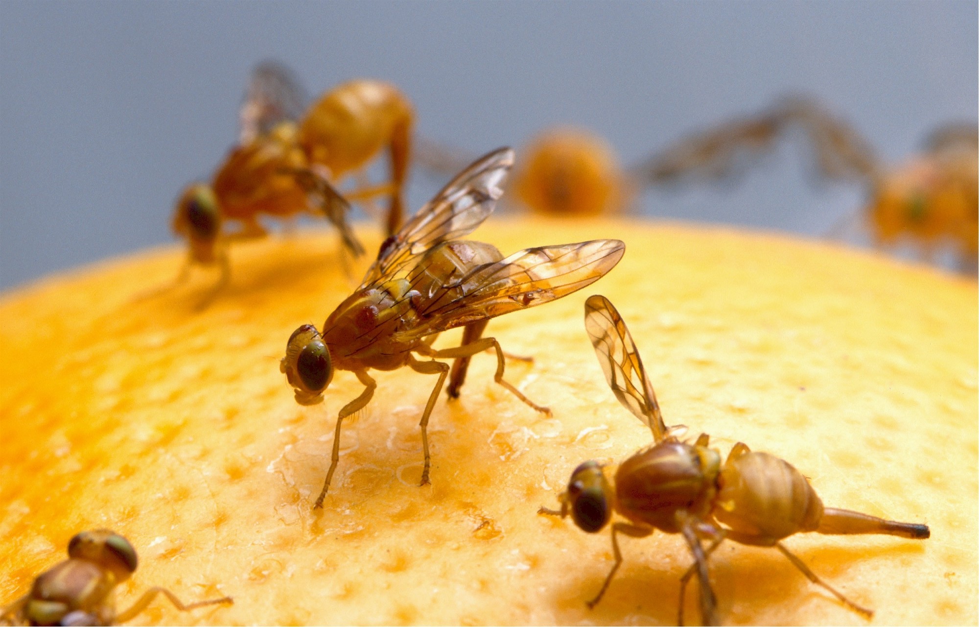 Fruit Flies Are Everywhere