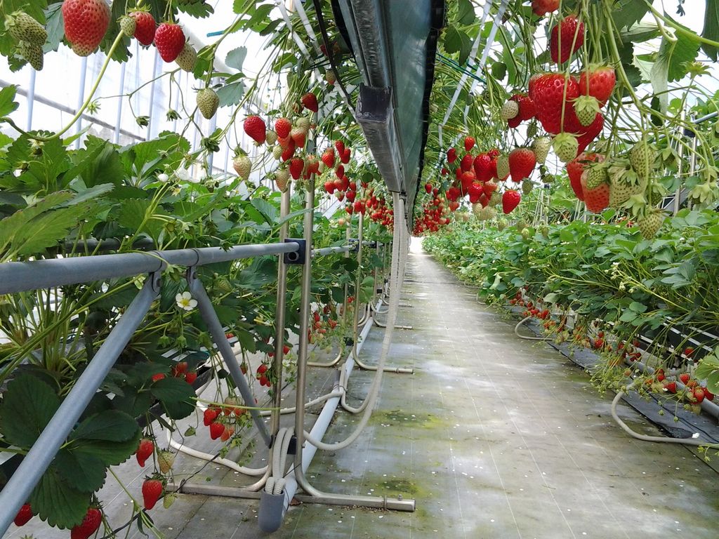石川県のいちご狩り完全ガイド2026｜予約・食べ放題と穴場農園の真相