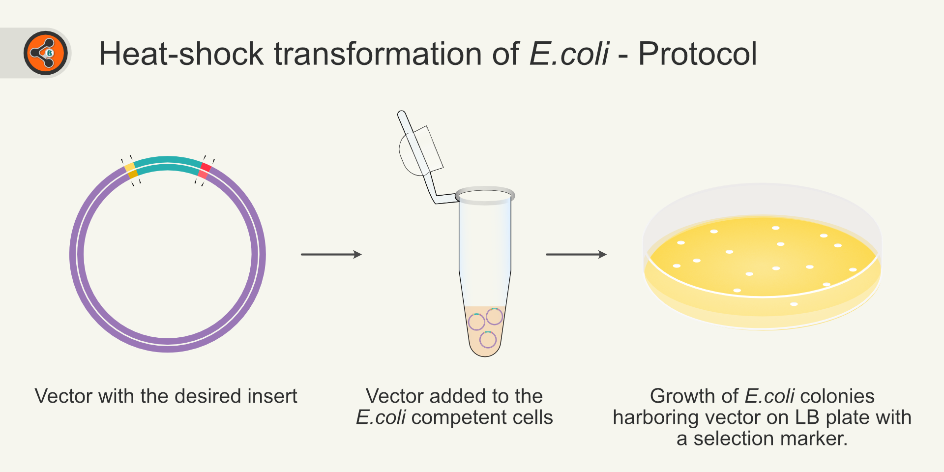 Does Heat Kill Ecoli