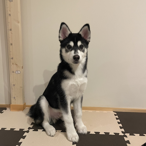 【画像あり】 ハスキー に 似 た 犬 最新ニュース速報 2026 #721
