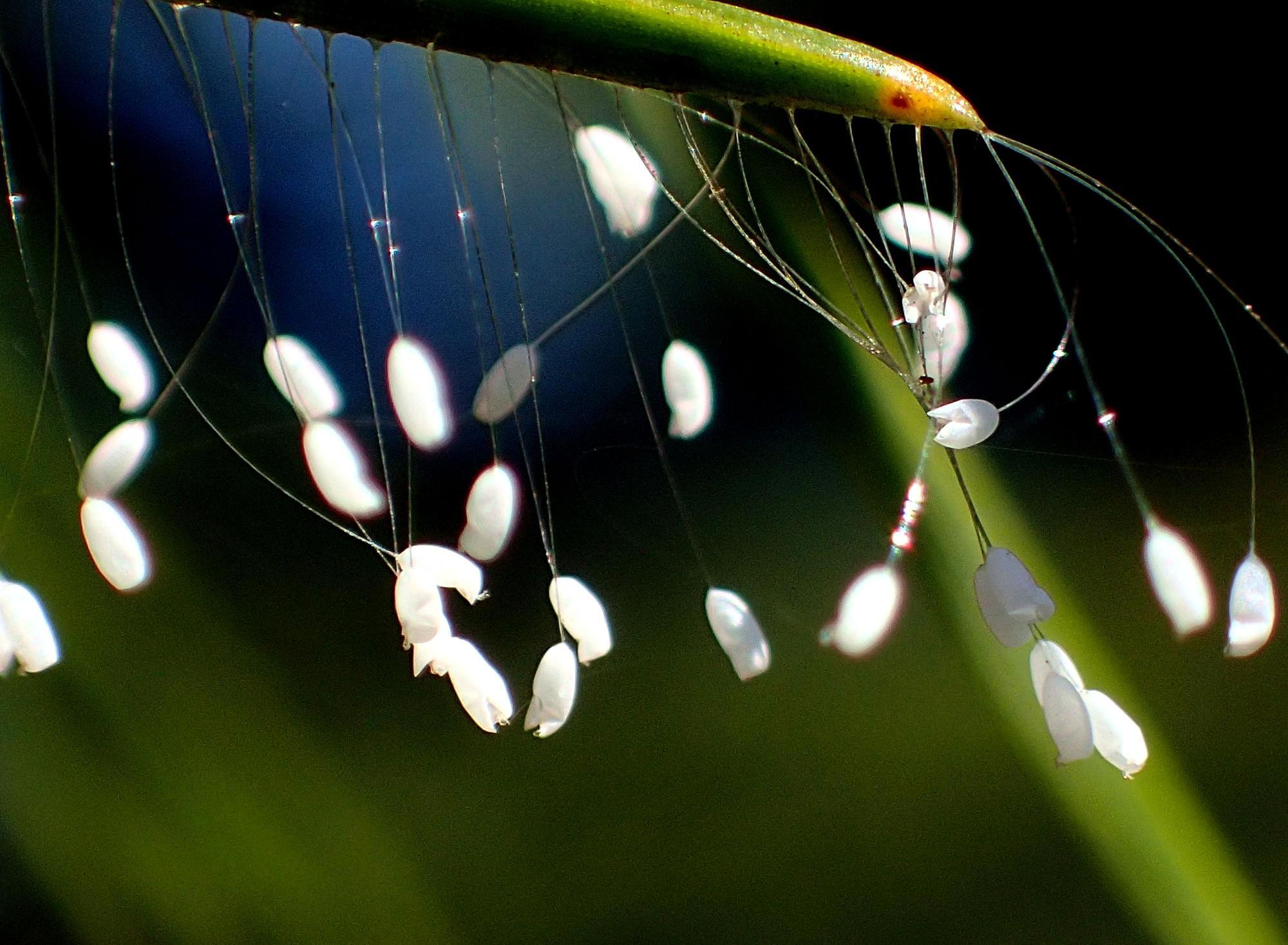 優曇華の花の正体と吉兆の噂を徹底解剖！3000年の伝説の真相