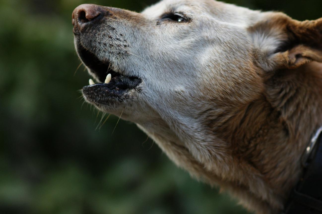 犬の遠吠えはなぜ？サイレンに鳴く理由や夜中の心理と正しい対処法