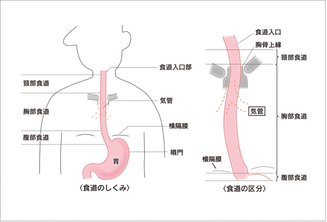 病み上がりのご飯は何が正解？プロが教える体力回復食とNg食材