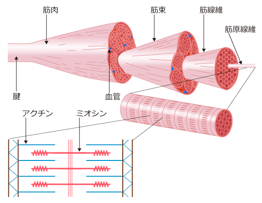 筋トレ直後の風呂は逆効果？筋肥大と疲労回復を最大化する入浴法