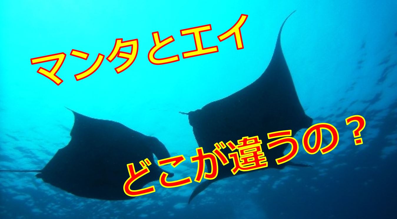 エイとマンタの違いを徹底解剖！毒針や口の位置と生態の見分け方
