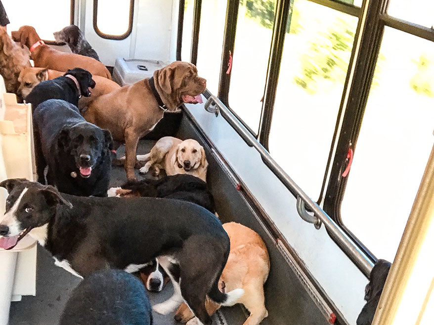 Can You Take Dogs on Buses