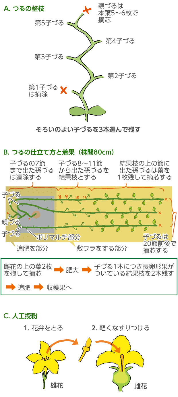 家庭菜園のメロン栽培完全攻略！甘く実る摘心と水やりの極意