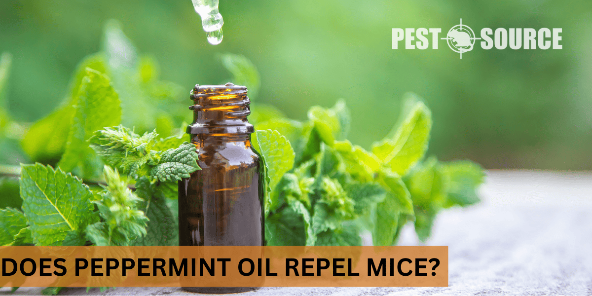 What Does Peppermint Oil Repel