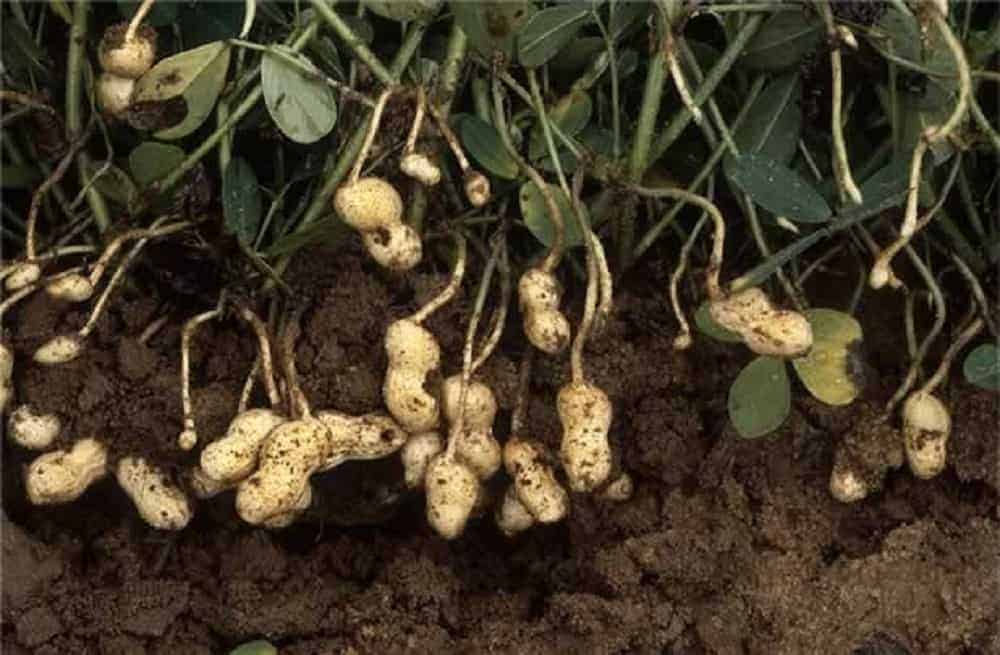 Where Are Peanuts from Originally