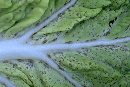 【Wiki風】 白菜 の 黒い 斑点 最新熱愛噂まとめ #918