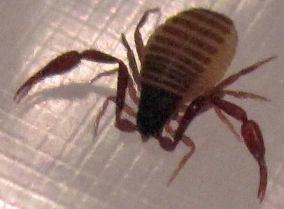 How Can Pseudoscorpions Be Helpful to Humans