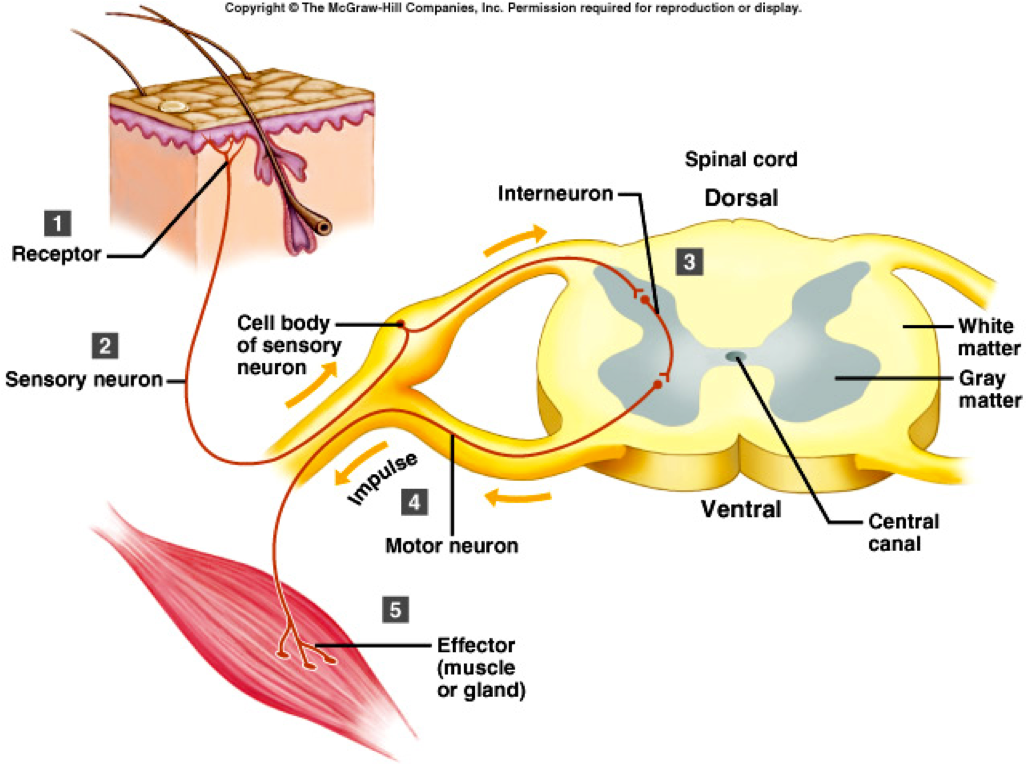 How Many Synapses Occur in This Reflex Arc