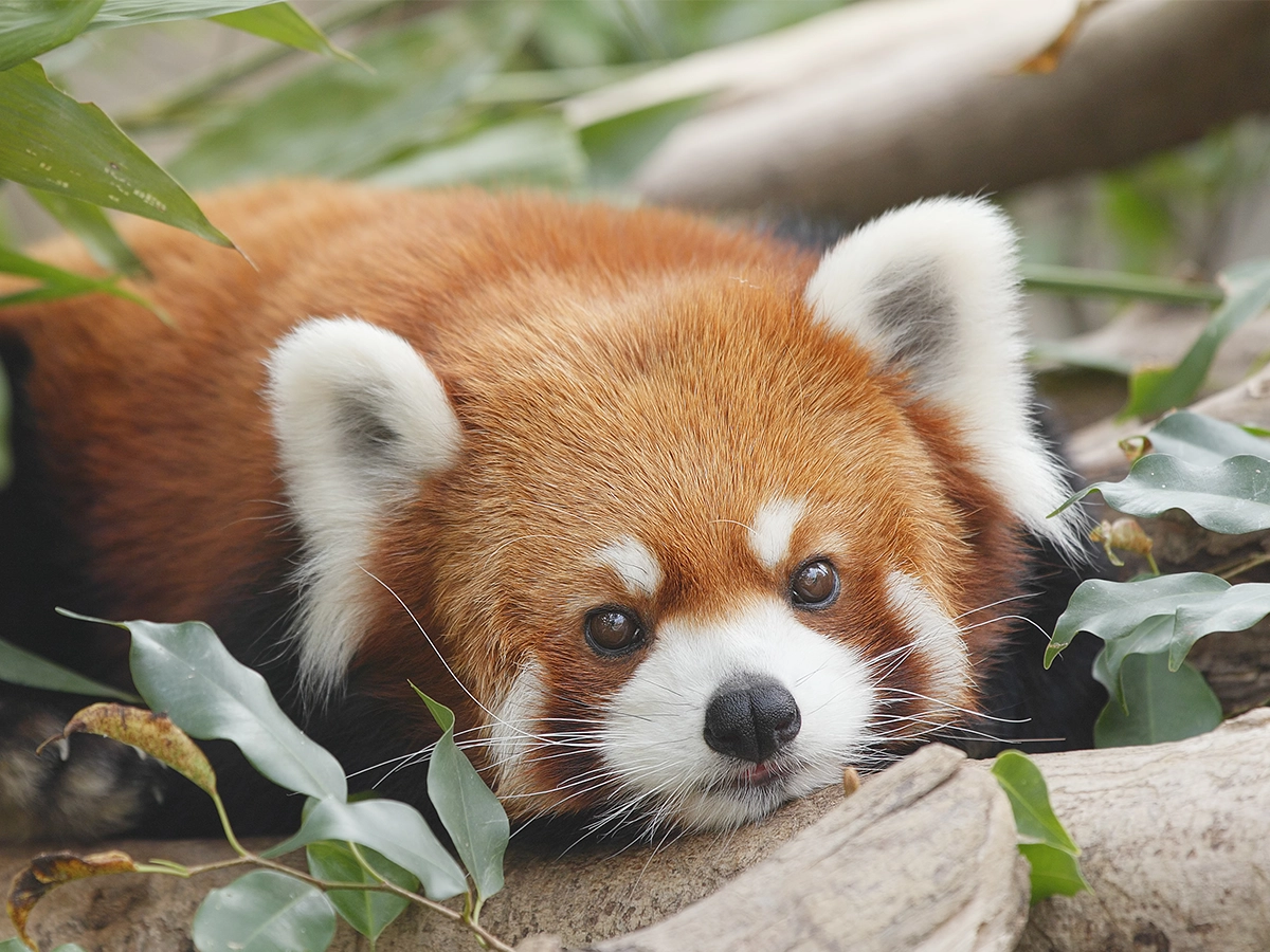 なぜレッサーパンダは絶滅危惧種に？激減の真相と保護活動の最前線