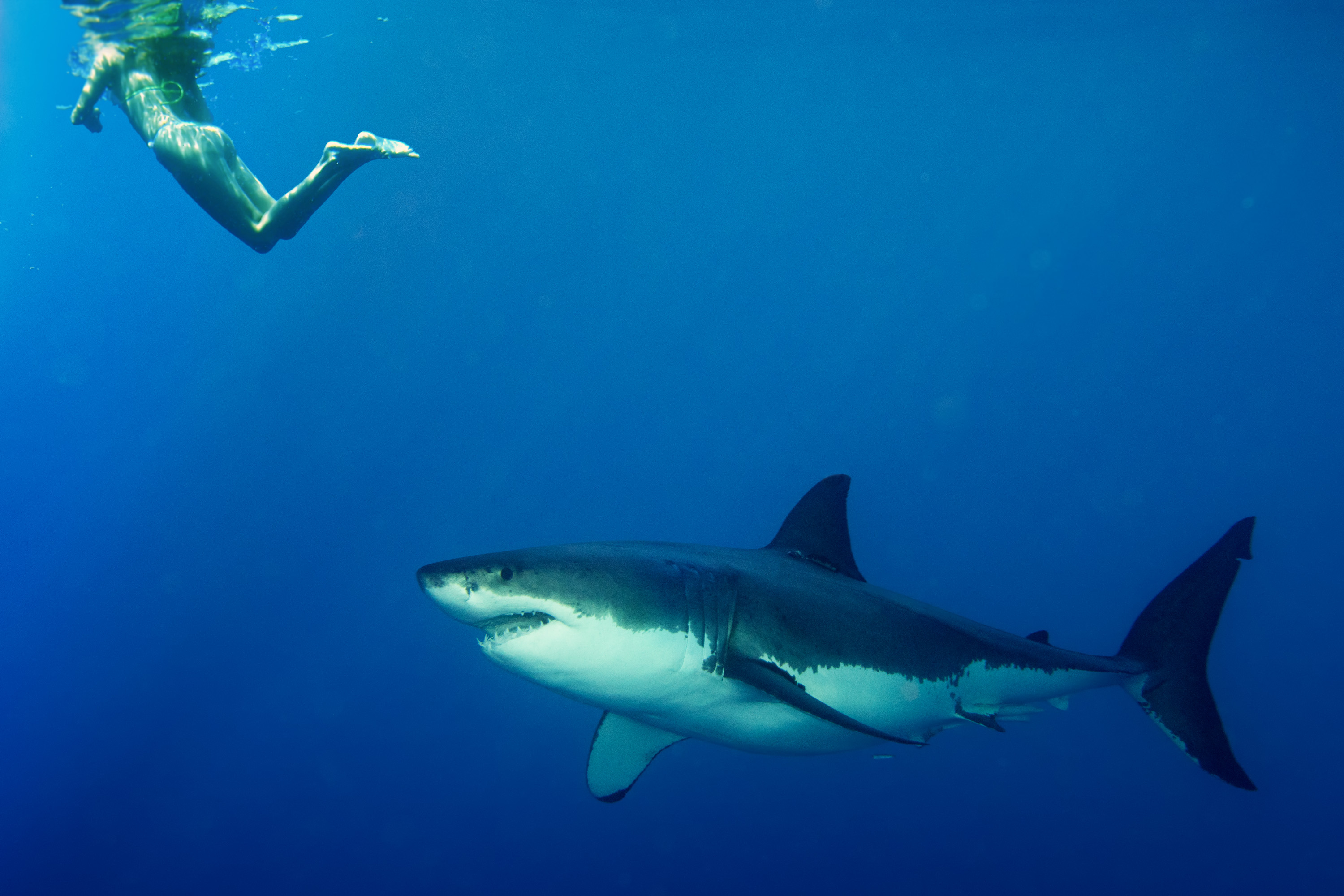 Do Sharks Like Human Meat