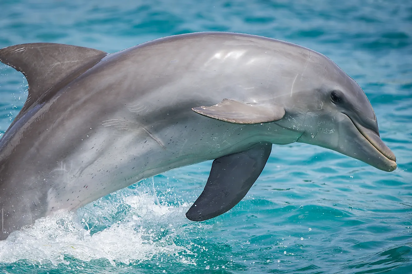 How Is a Dolphin a Mammal
