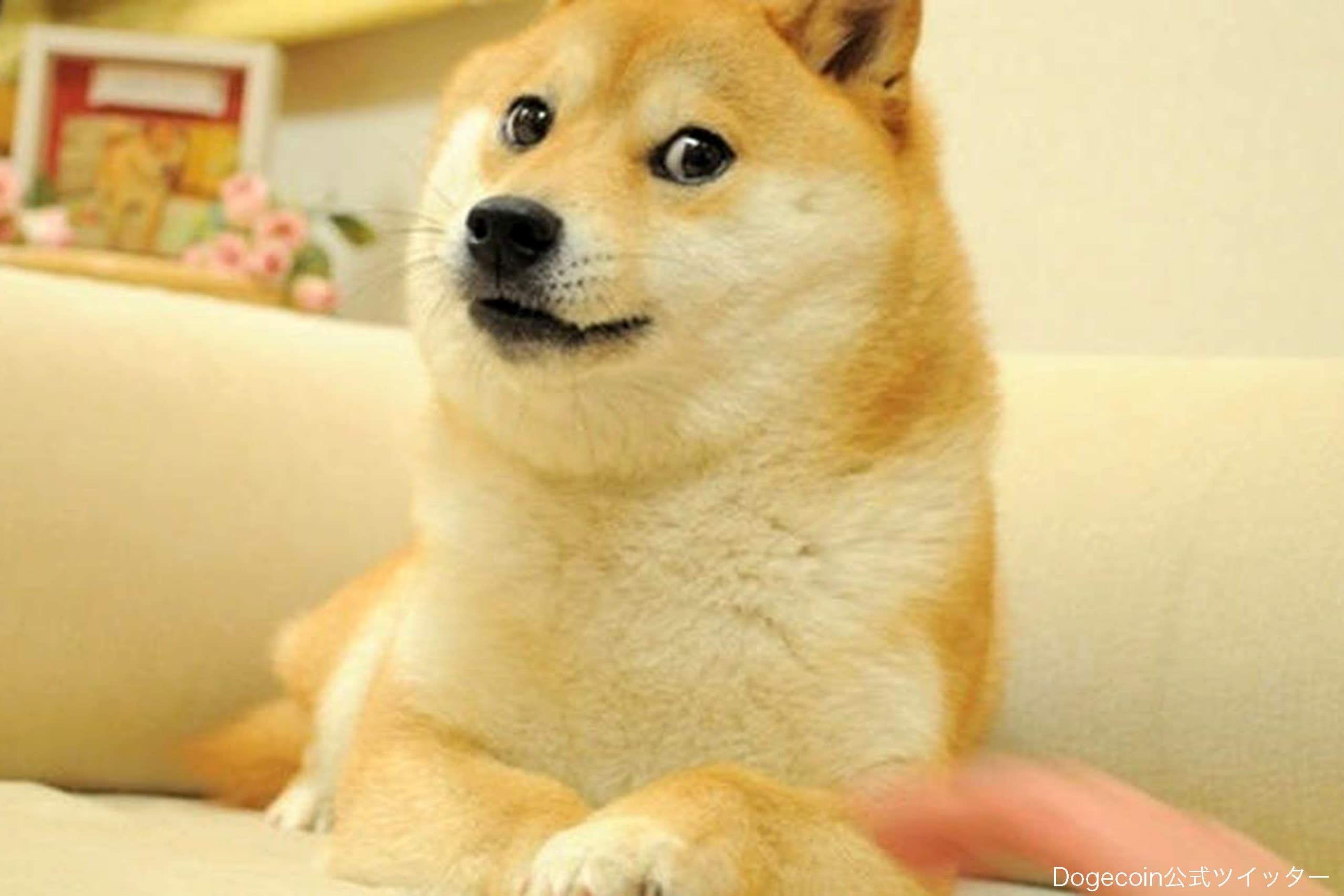 Twitterの柴犬アイコン変更なぜ起きた？マスク氏の真意とかぼすちゃんの現在
