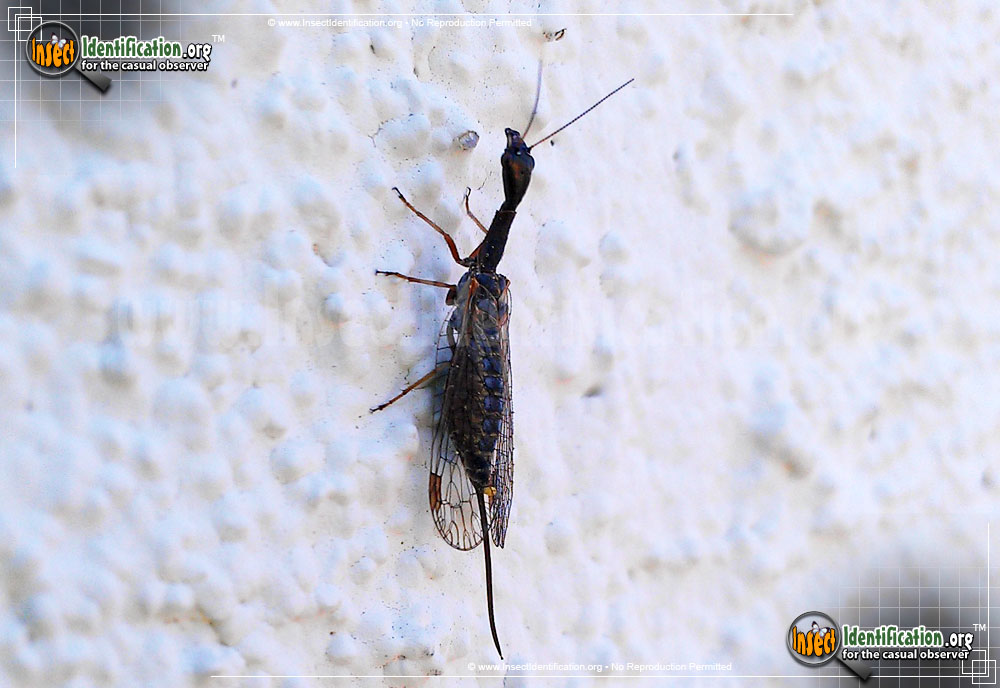 Long Flying Bug in House